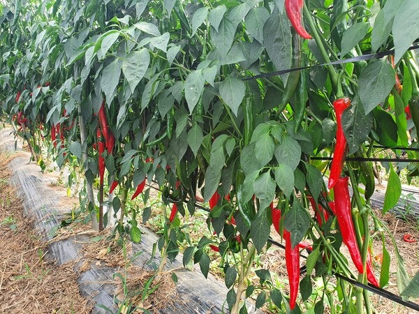 2025년 고추가루 고춧가루 시세 가격 판매 1근